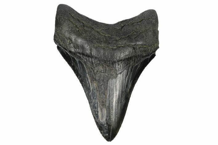 Serrated, Fossil Megalodon Tooth - South Carolina #172228